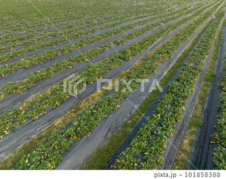 Strawberry fruits in growth in garden Strawberry fruits in growth in garden 101858388