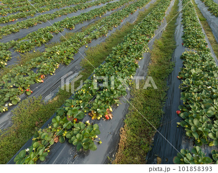 Strawberry fruits in growth in garden Strawberry fruits in growth in garden 101858393