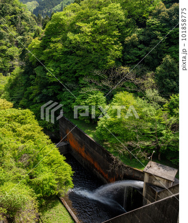 茨城県常陸太田市　新緑の竜神大吊り橋 101858775