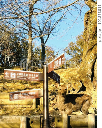 奈良公園の観光案内サインの下で佇むシカ ＜奈良・奈良公園＞ 101858811