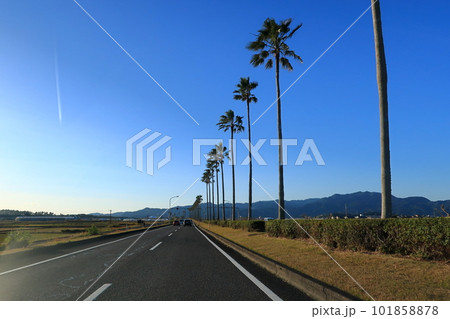 ヤシの木の並木道の景観 ヤシの木の並木道の景観 101858878