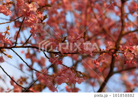満開の河津桜 101858882