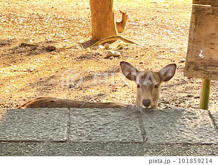 奈良公園の石畳に顎を乗せるシカ <奈良・奈良公園> 奈良公園の石畳に顎を乗せるシカ <奈良・奈良公園> 101859214