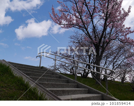 青空をバックにした桜の木(引き) 101859414