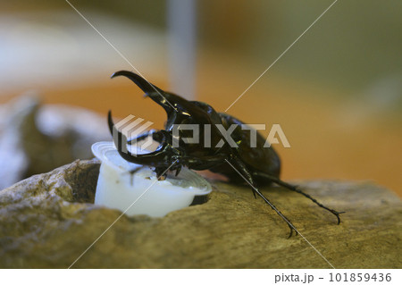 アトラスオオカブト 101859436