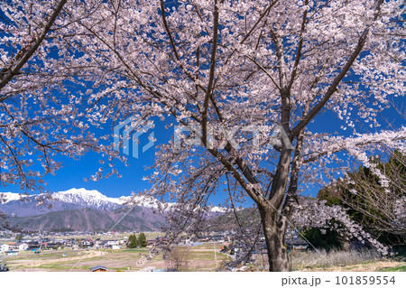 《長野県》長野県大町市の春の風景・満開の桜と北アルプス 《長野県》長野県大町市の春の風景・満開の桜と北アルプス 101859554