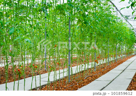 tomato trees in plant 101859612