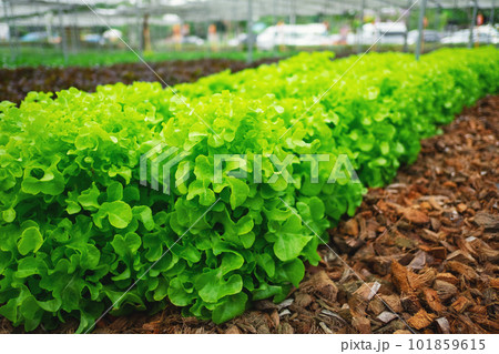 green lettuce plant 101859615