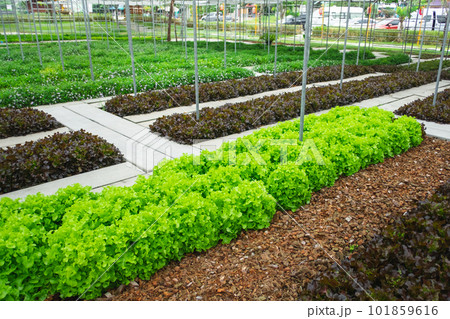 green lettuce plant 101859616