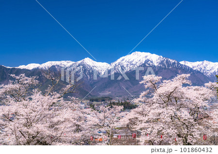 《長野県》長野県大町市の春の風景・満開の桜と北アルプス 101860432