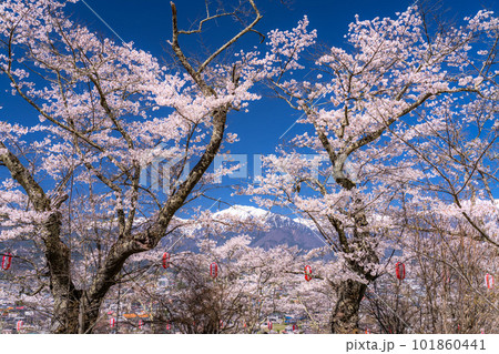 《長野県》長野県大町市の春の風景・満開の桜と北アルプス 101860441