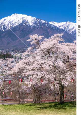 《長野県》長野県大町市の春の風景・満開の桜と北アルプス 101860450