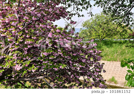飛鳥川の桜並木(八重桜) 飛鳥川の桜並木(八重桜) 101861152