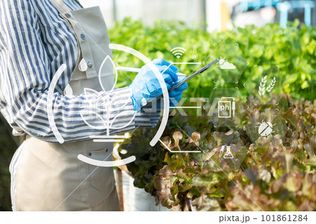 Woman hands gardening lettuce in farm  with growth process and chemical formula on green background. 101861284