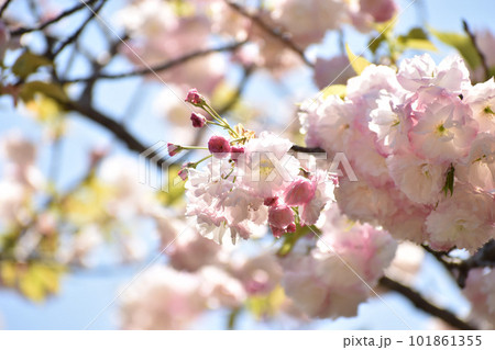 晴れやかなピンクの八重桜 101861355