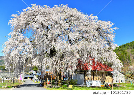 中塩のしだれ桜(長野県高山村)【2023.4】 101861789