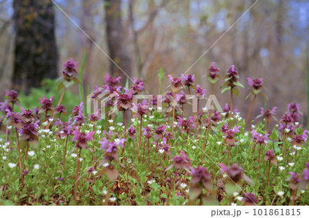 Purple Lamb - Lamium Purpureum Flowers in Forest Purple Lamb - Lamium Purpureum Flowers in Forest 101861815