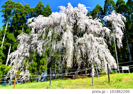 坪井のしだれ桜(長野県高山村)【2023.4】 101862200
