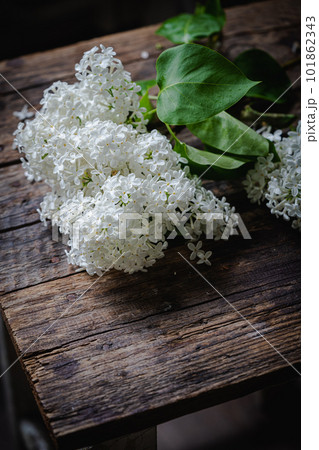 White Lilac flowers bouquet 101862343