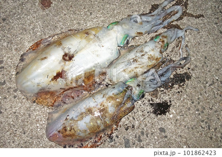 瀬戸内海で釣れたアオリイカ 101862423