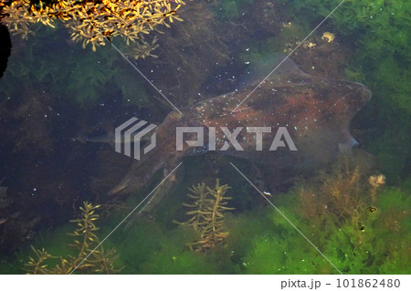 瀬戸内海で釣れたアオリイカ 瀬戸内海で釣れたアオリイカ 101862480