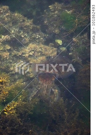 瀬戸内海で釣れたアオリイカ 瀬戸内海で釣れたアオリイカ 101862493