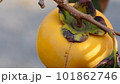 枝についた柿 101862746