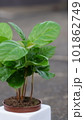 白い鉢に入ったコーヒーの木 101862749
