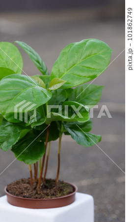白い鉢に入ったコーヒーの木 101862749
