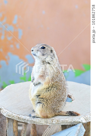 オグロプレーリードッグ　かわいい動物　リス科の動物　プレーリードッグ 101862758