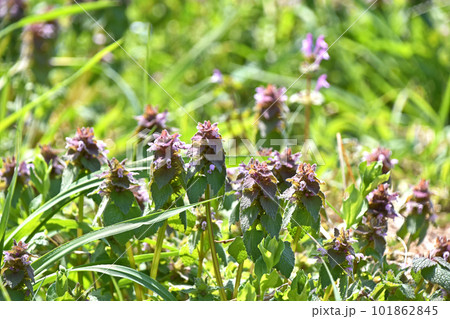 ヒメオドリコソウ（姫踊子草） 101862845
