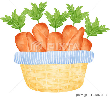 Watercolour carrots vegetable wicker vintage basket Watercolour carrots vegetable wicker vintage basket 101863105