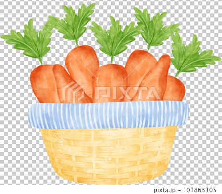 Watercolour carrots vegetable wicker vintage basket Watercolour carrots vegetable wicker vintage basket 101863105