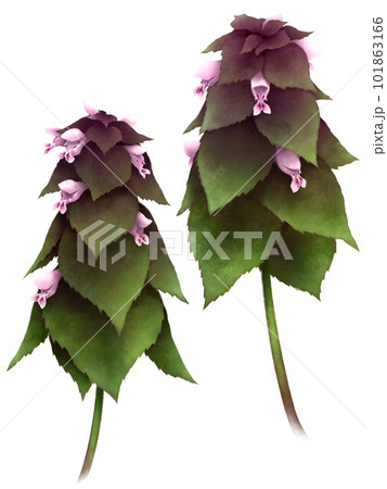 姫踊り子草 101863166