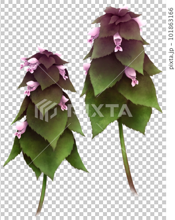 Princess Odoriko 101863166