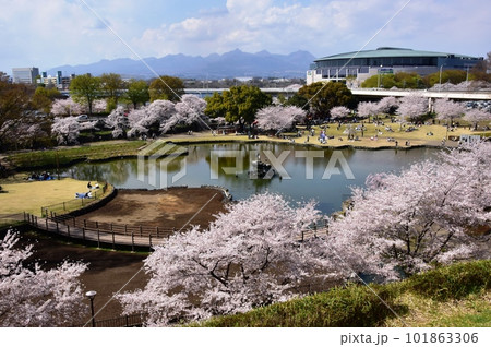 前橋市 前橋公園の土塁頂部からの見晴らし さちの池と桜並木 前橋市 前橋公園の土塁頂部からの見晴らし さちの池と桜並木 101863306