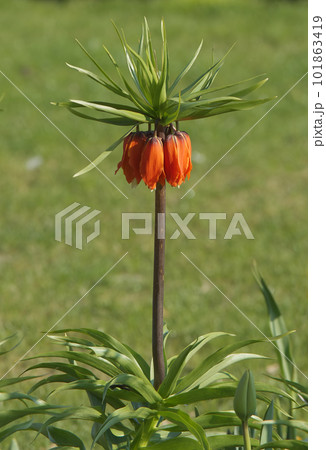 Fritillaria imperialis or crown imperial in the park with still closed blossoms. Fritillaria imperialis or crown imperial in the park with still closed blossoms. 101863419
