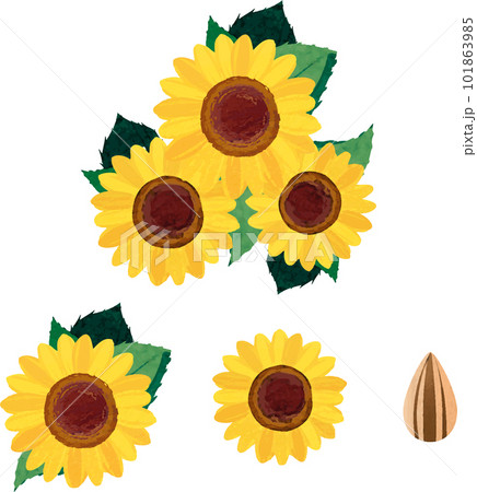 ひまわり　ヒマワリ　向日葵　夏　花　植物　水彩　イラスト素材セット 101863985