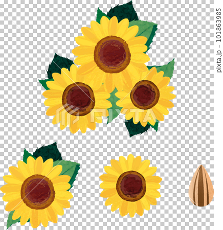 ひまわり　ヒマワリ　向日葵　夏　花　植物　水彩　イラスト素材セット 101863985