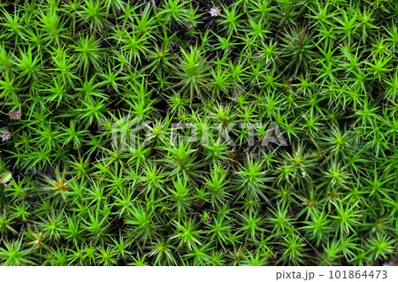 オオスギゴケのクローズアップ 101864473