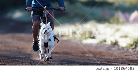 Bikejoring dog mushing race. Dog pulling bike with bicyclist, competition in forest, sled dog racing. Spring outdoor sport activity Bikejoring dog mushing race. Dog pulling bike with bicyclist, competition in forest, sled dog racing. Spring outdoor sport activity 101864593