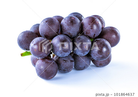 葡萄　巨峰 101864637