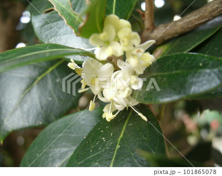 冬に咲くヒイラギの木の白い小さな花 冬に咲くヒイラギの木の白い小さな花 101865078