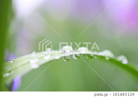 梅雨時期の花ショウブ　神楽女湖花菖蒲園　コントラストの強い花 101865120