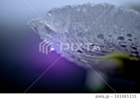 梅雨時期の花ショウブ　神楽女湖花菖蒲園　コントラストの強い花 101865133