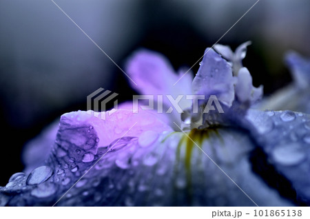 梅雨時期の花ショウブ　神楽女湖花菖蒲園　コントラストの強い花 101865138