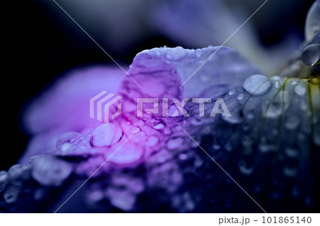 梅雨時期の花ショウブ 神楽女湖花菖蒲園 コントラストの強い花 梅雨時期の花ショウブ 神楽女湖花菖蒲園 コントラストの強い花 101865140