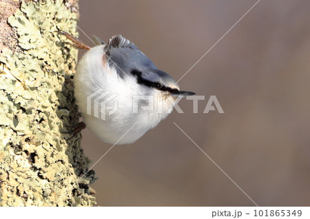 木の幹を逆さまに歩く　ゴジュウカラ 101865349