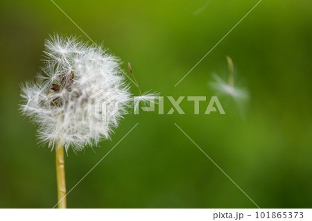 飛ぶタンポポの綿毛 101865373