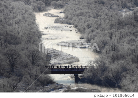 北海道 鶴居村 タンチョウのねぐら 真冬の雪裡川 北海道 鶴居村 タンチョウのねぐら 真冬の雪裡川 101866014